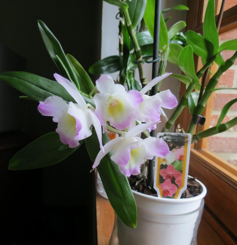 dendobrium Orchid10