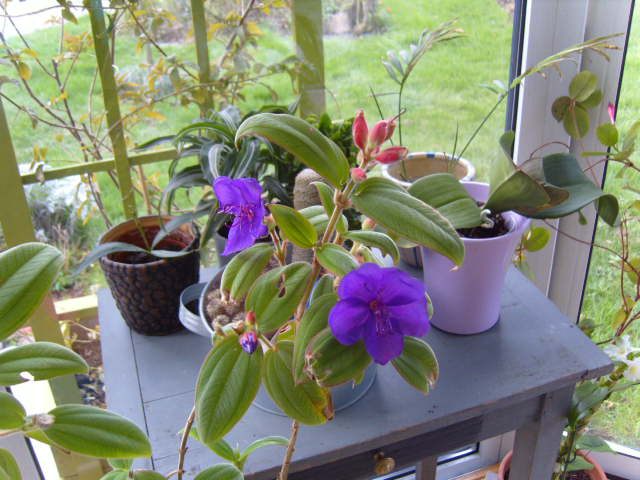 tibouchina Orchid20