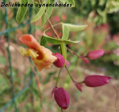 Dolichandra cynanchoides Img_2037