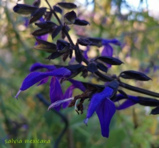 Salvia mexicana 'Ocampo' Img_2040