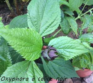 Salvia oxyphora Img_2412