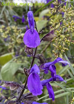 Salvia mexicana 'Ocampo' Img_4111