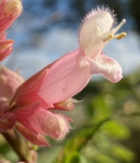 Salvia involucrata ‘Pink Icicles’ Img_5010