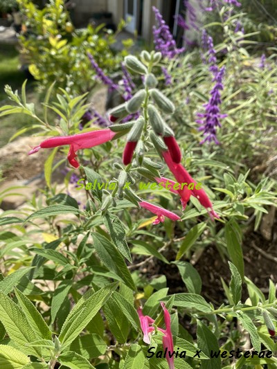 Salvia - les floraisons du moment - Page 22 Img_5812