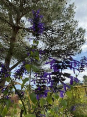 Salvia mexicana 'Ocampo' Img_6016