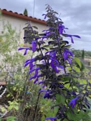 Salvia mexicana 'Ocampo' Img_6811
