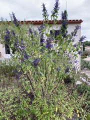 Salvia mexicana 'Ocampo' Img_6812