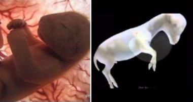 صور أجنة لحيوانات  قبل ولادتها 20160810