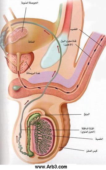 شرح مصور لعملية تخصيب البويضه والحمل عند المرإة 4135d110