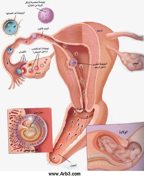 شرح مصور لعملية تخصيب البويضه والحمل عند المرإة 4136d111