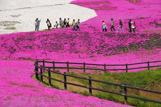بالصور: شاهدوا المنتزه الوردي في اليابان 519