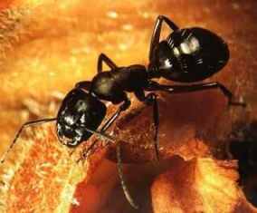 فك النملة أقوى من فك التمساح Ant_110