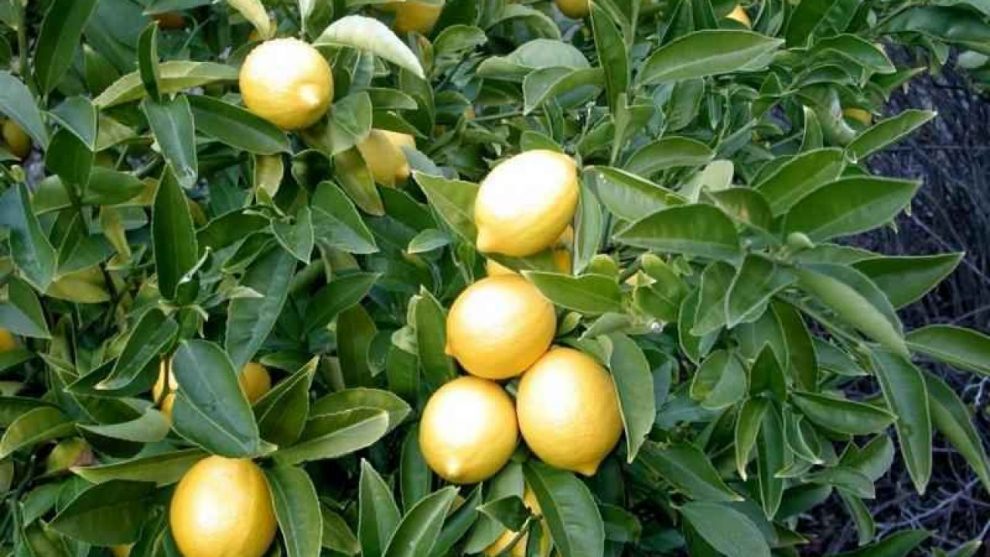 زراعة الليمون D983d910