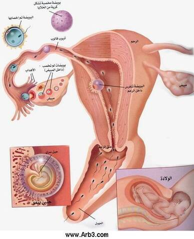 شرح مصور لعملية تخصيب البويضه والحمل عند المرإة
