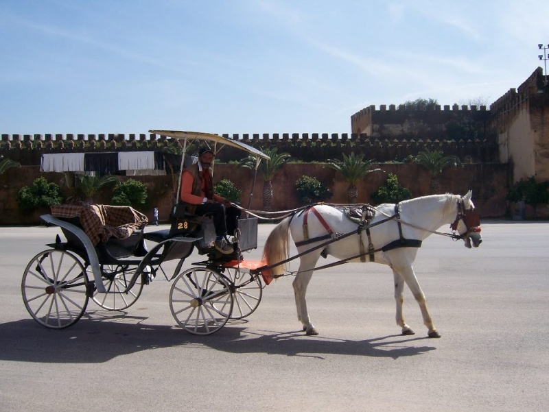 Meknès, la Ville Ancienne et les 2 Mellahs - 1 - Page 34 30607110