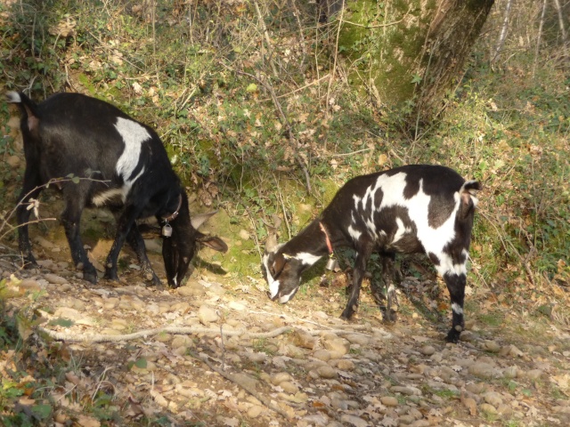 silice découvre son environnement Chavr162