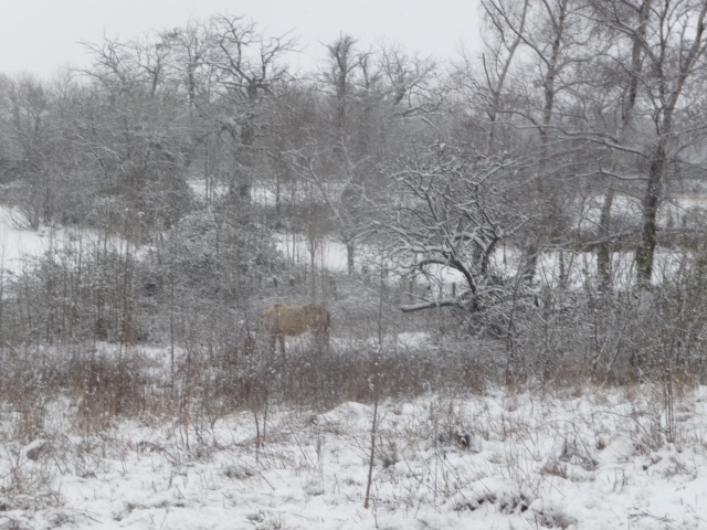 changement de pré pour les équidés Neige_53