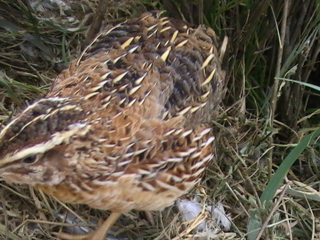 tous à poil!!ahh ben non à plumes Poules23