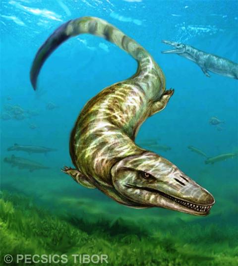 Reptiles géants : les mosasaures avaient aussi conquis des rivières Par Quentin Mauguit, Futura-Sciences Mosasa10