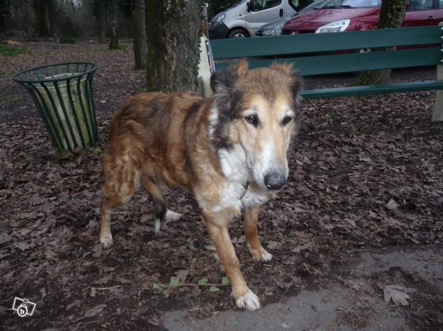 Lassie chienne croisé colley 9 ans (17) Colley15