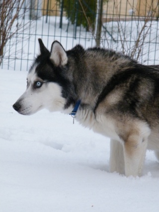 les 4 pattes dans la neige !!! 21610