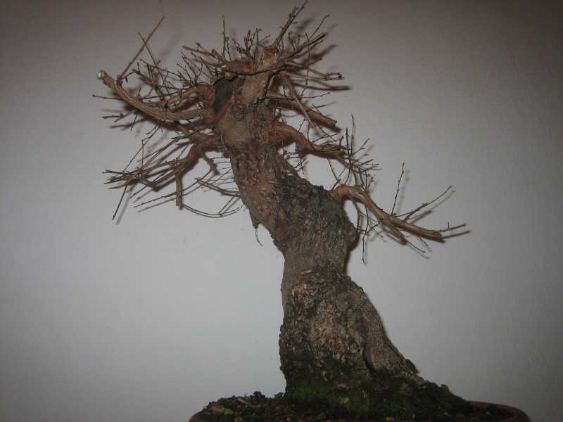 Pequeñas evoluciones : Ficus Retusa. - Página 7 Img_8011
