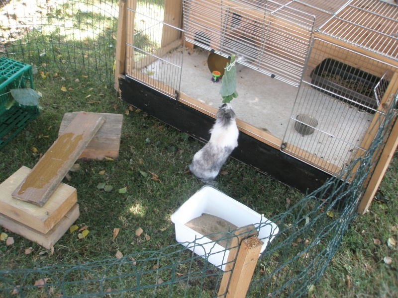 Habitation des lapins : exemples de cages, enclos ... - Page 2 P7100210