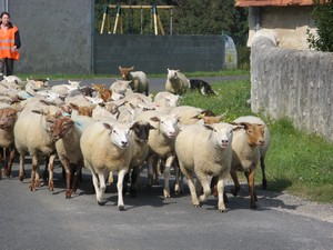 Hommage à une Brebis meneuse Transh10