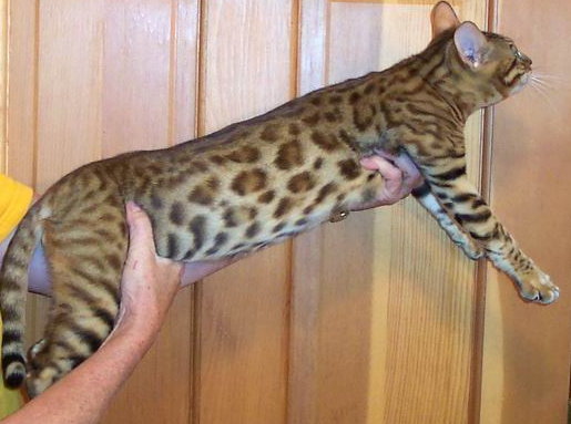 Bengale léopard Canadi10