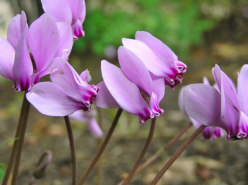 Le cyclamen 10516410