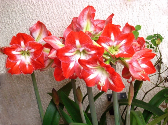 L'Amaryllis Amaryl11