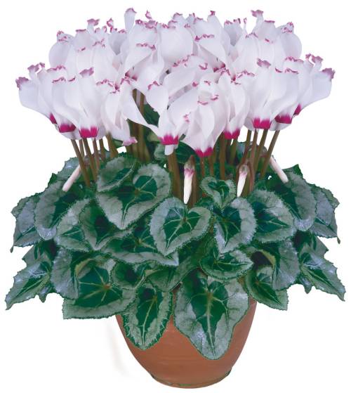 Le cyclamen Z_471010