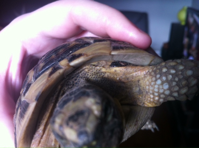 Ma tortue a des tiques! :( Photo-10