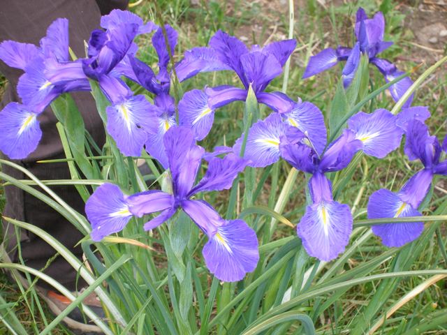 Iris hollandica P7171515