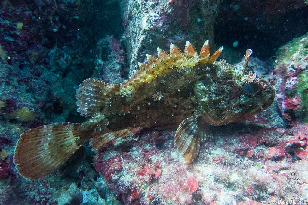 Buceo y Esnórquel - Página 4 006_es10