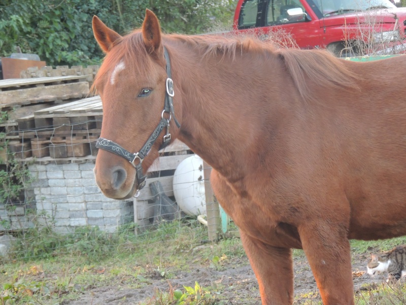 Seven, Eclipse et Apache "à l'herbe" 06-11-10