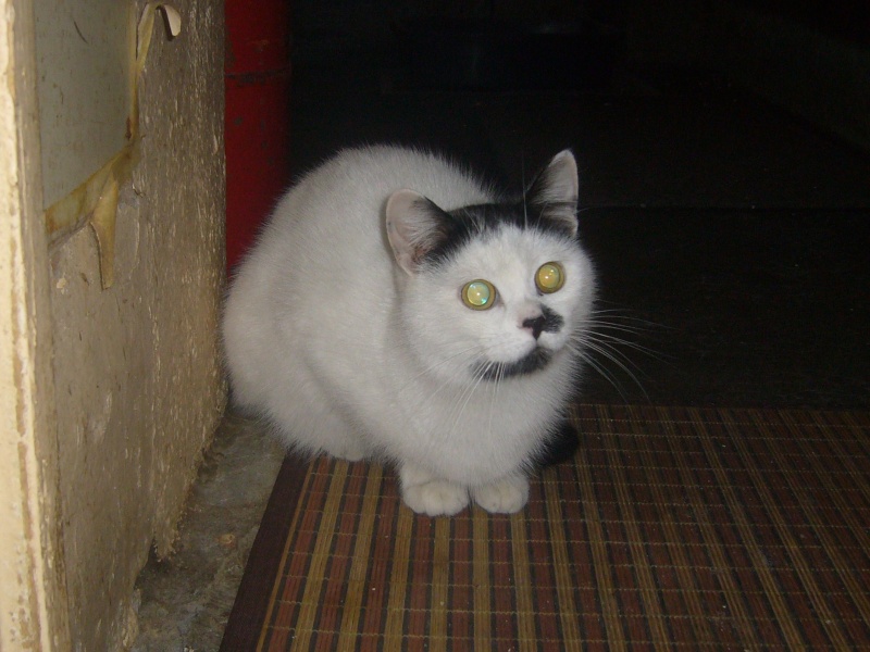 Blandine, chatte blanche et noire de 1 an 1/2, stérilisée Blandi13