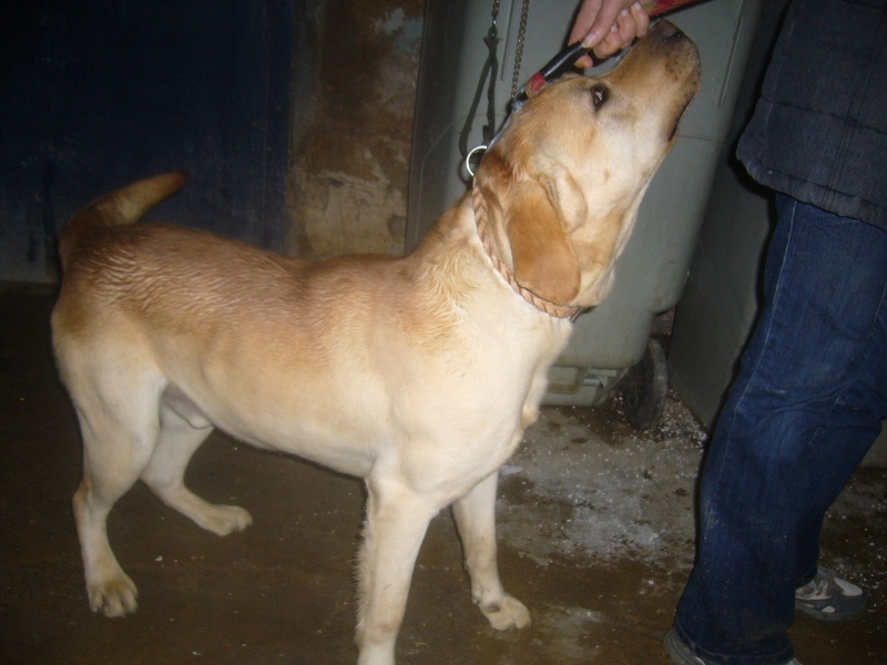 Charly, labrador sable de 2 ans 1/2 Charly11