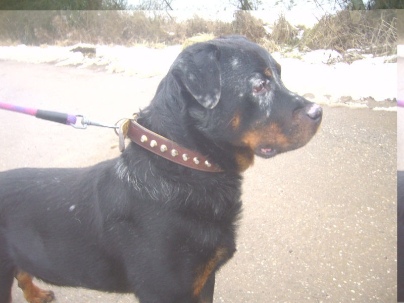 Olaff, rottweiller de 8 ans Olaff_15