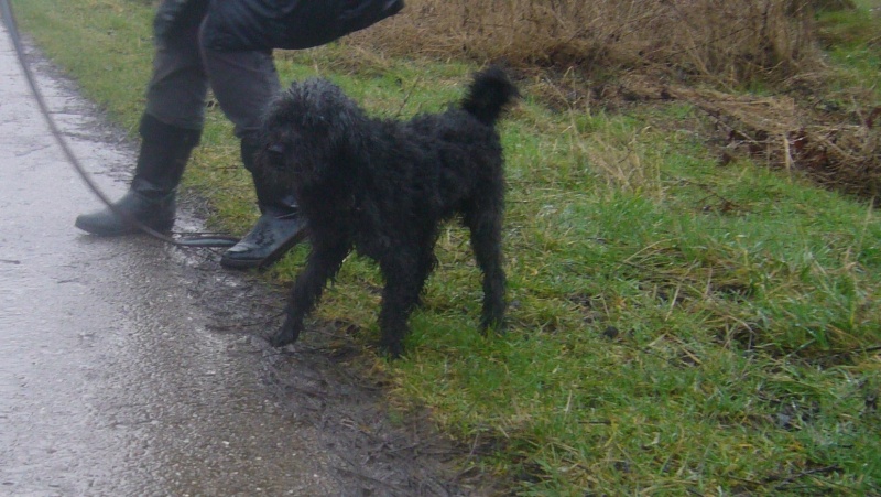 Véloce, petit caniche noir de 5 ans Valoce11