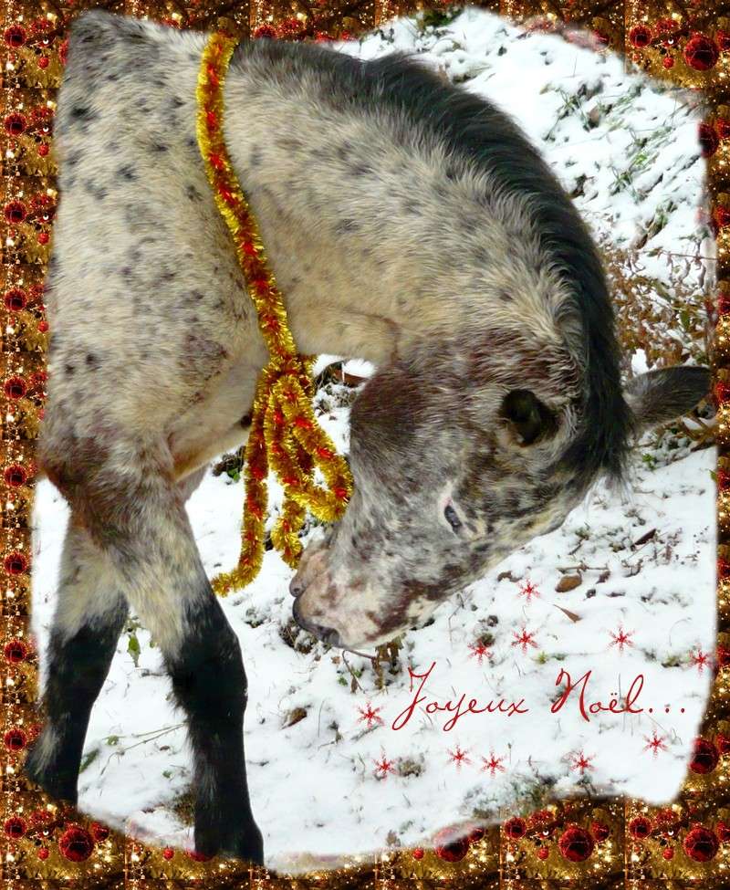 CONCOURS PHOTOS: Les chevaux et Noël... - Page 2 Etoile11
