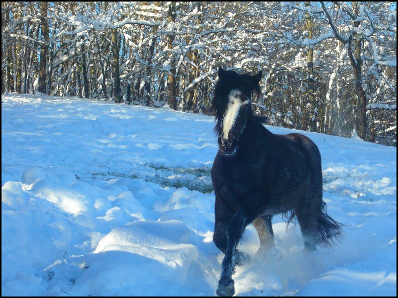 Les juments et l'hiver..... - Page 2 Galop10