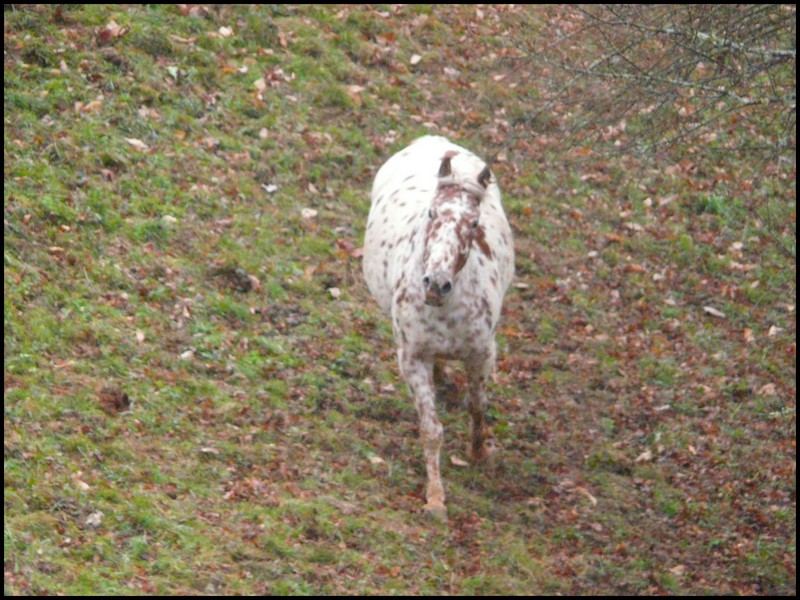 Les juments et l'hiver..... Gloups10