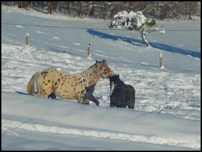 Les juments et l'hiver..... - Page 2 Juju10