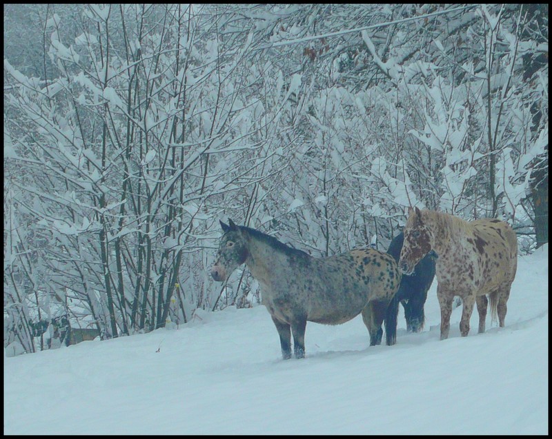 Les juments et l'hiver..... - Page 2 Loutre10