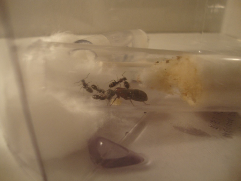 Journal De Bord (Camponotus Novaeboracensis, Lasius Sp) - Polyman Dsc04211