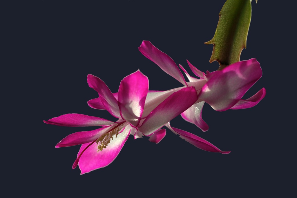 Fleur de cactus de noel Sortie13