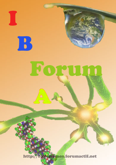 IBFA Forum