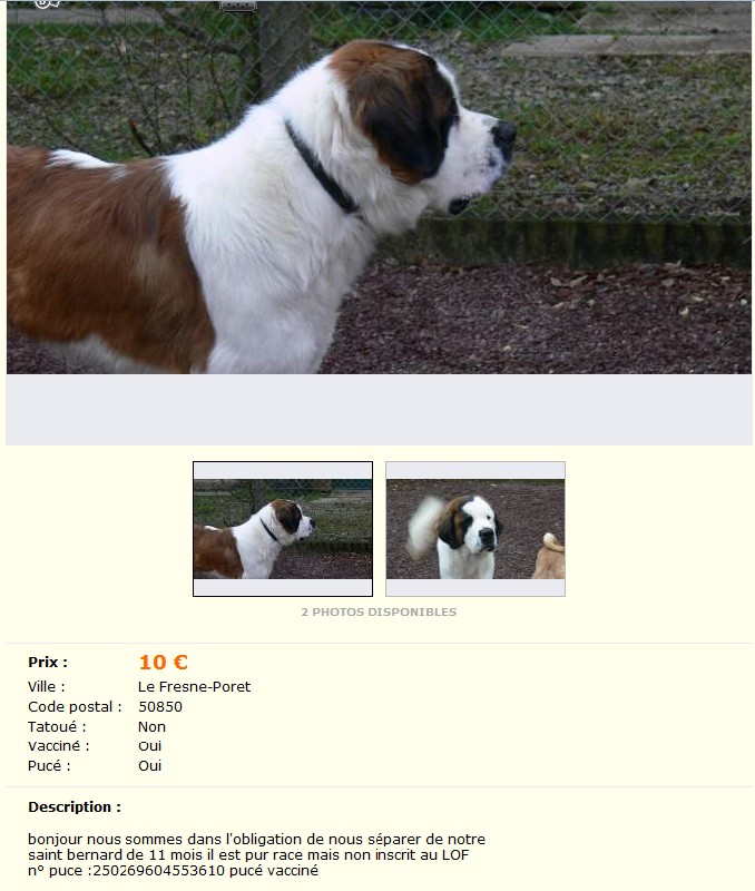 [résolu]Donne mâle type saint bernard poils longs 11 mois - Le Fresne-Poret (50) Le_fre10