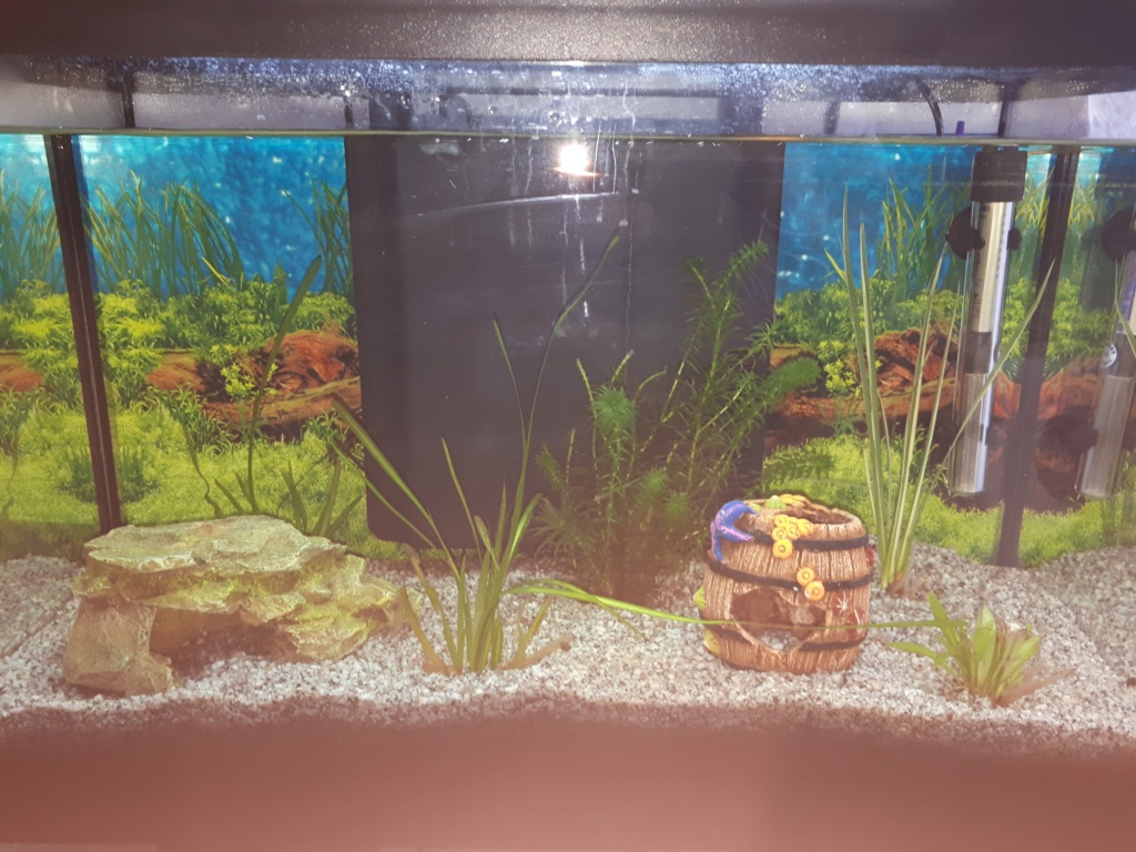 aquarium de 60 l 20190512